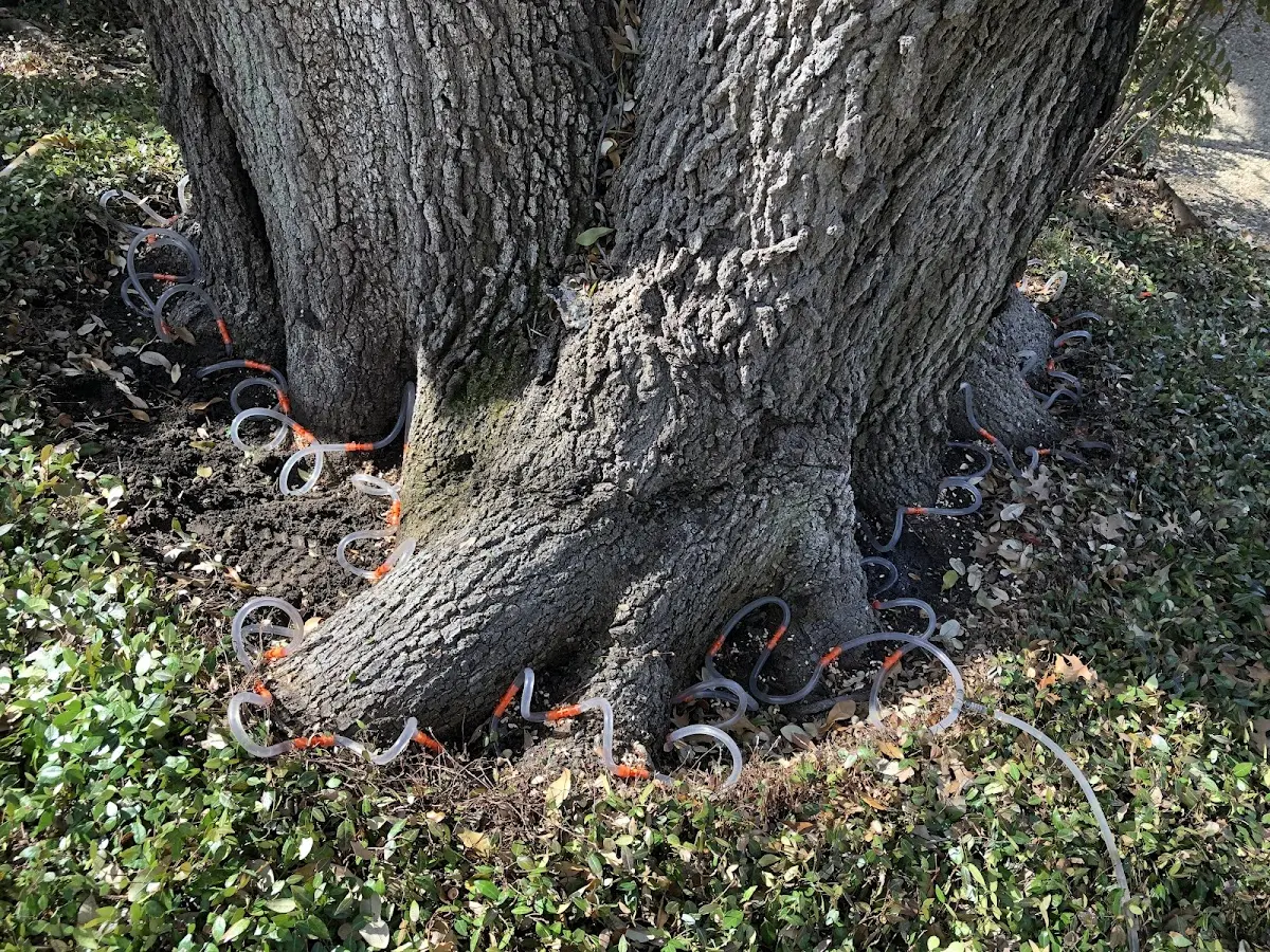 Detailed Tree Cabling and Bracing job site in Tell